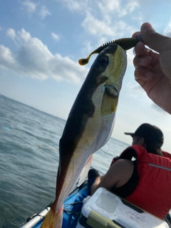 シロサバフグの釣果