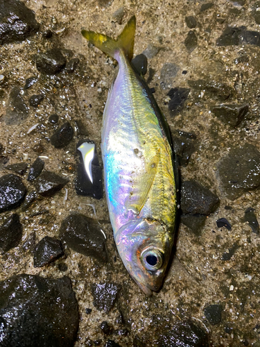 マアジの釣果