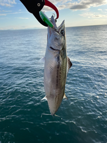 サゴシの釣果