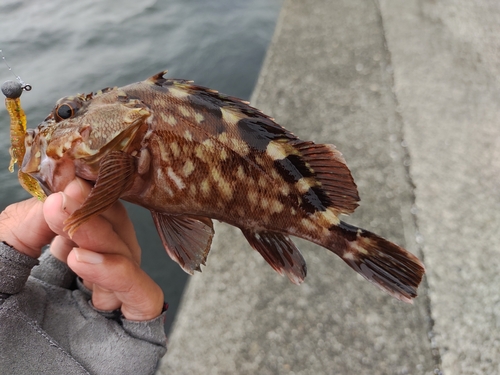 カサゴの釣果