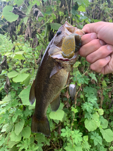 ブラックバスの釣果