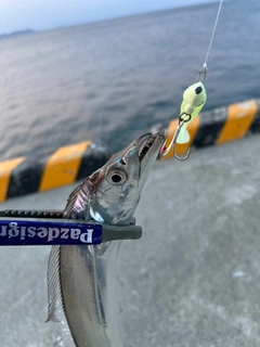 タチウオの釣果