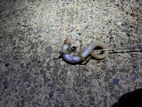 マアナゴの釣果