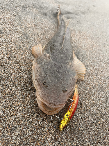 マゴチの釣果