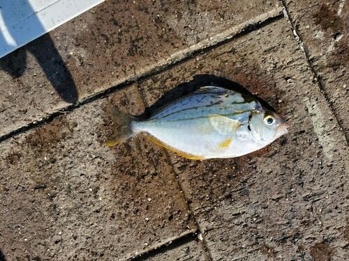 ヒイラギの釣果