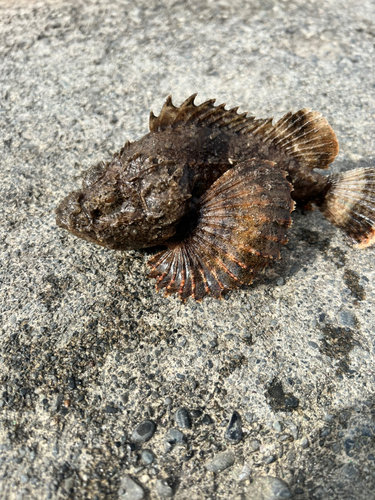 カサゴの釣果