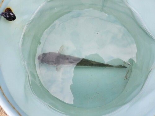 ボラの釣果