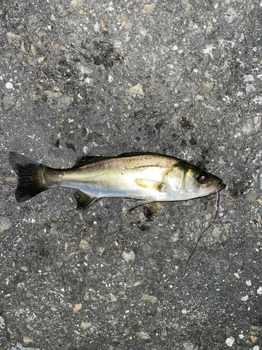 セイゴ（マルスズキ）の釣果