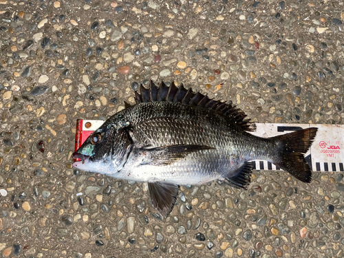 クロダイの釣果