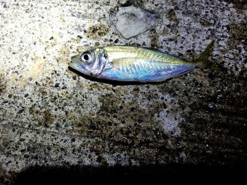 マアジの釣果