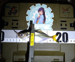 マアジの釣果