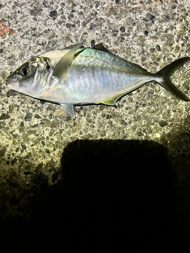 シマアジの釣果