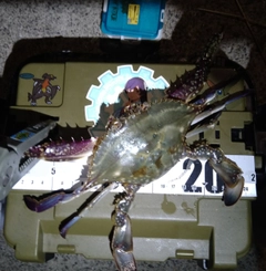 ガザミの釣果
