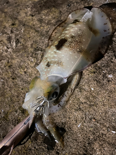 アオリイカの釣果