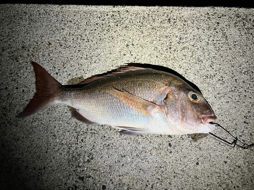 タイの釣果