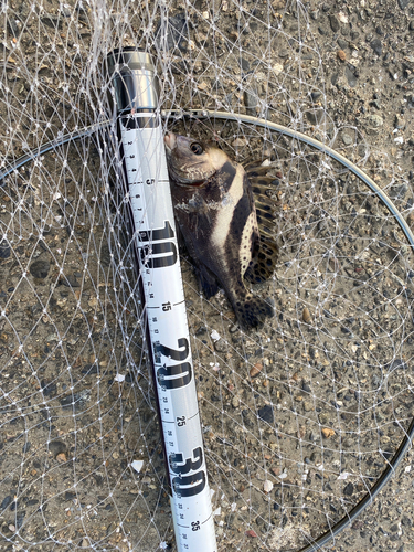 コショウダイの釣果