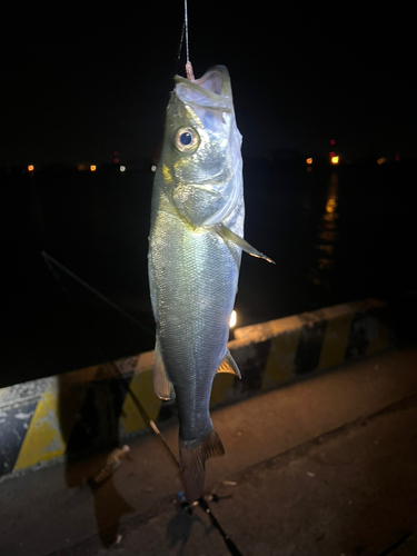 セイゴ（マルスズキ）の釣果