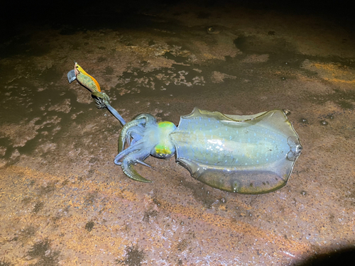 アオリイカの釣果