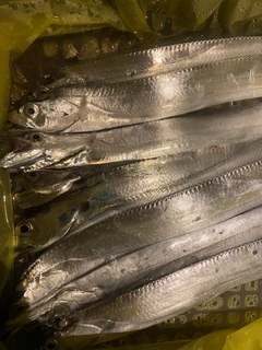 タチウオの釣果