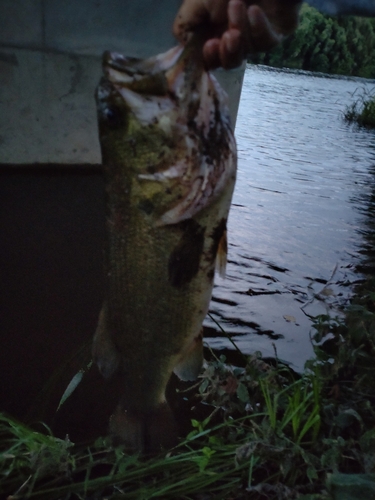 ラージマウスバスの釣果