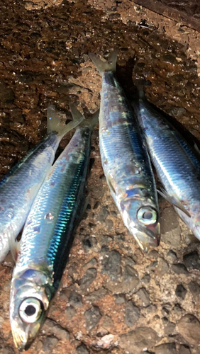 ウルメイワシの釣果