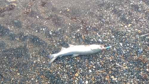 シロザケの釣果