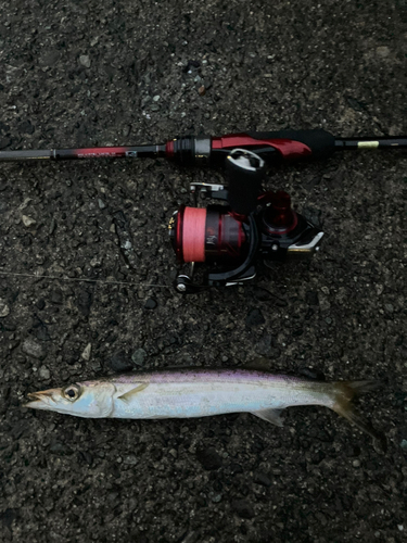 カマスの釣果