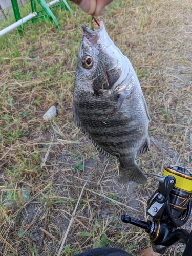 チヌの釣果