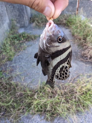 コショウダイの釣果