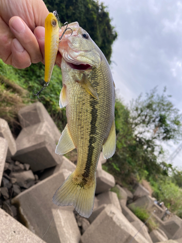 ブラックバスの釣果