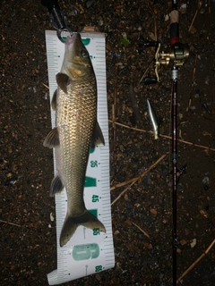 ニゴイの釣果