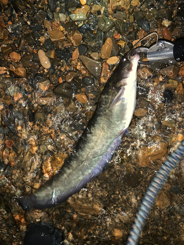 マナマズの釣果