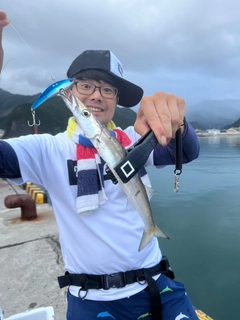 カマスの釣果