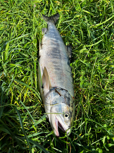 シロザケの釣果