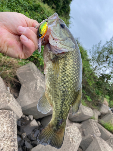 ブラックバスの釣果