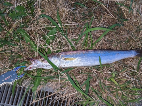 カマスの釣果