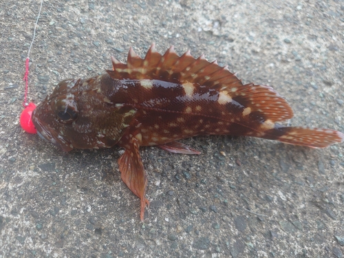 カサゴの釣果