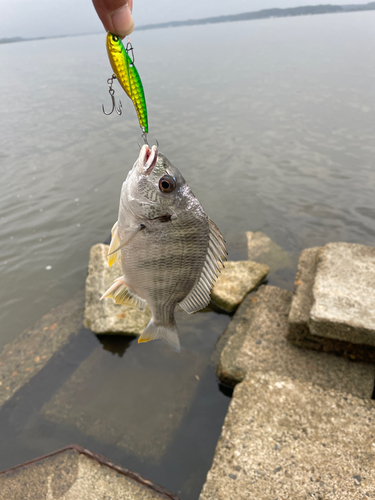 釣果