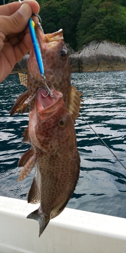 オオモンハタの釣果