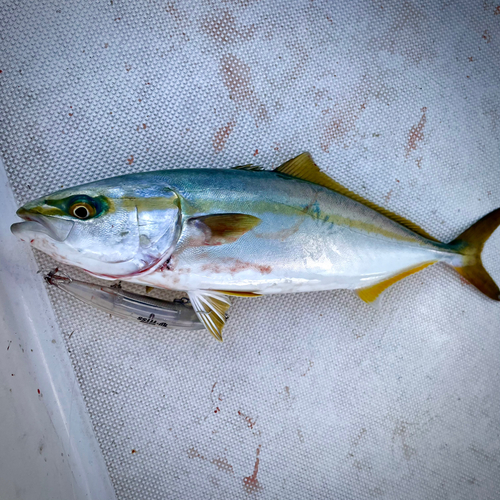 イナダの釣果