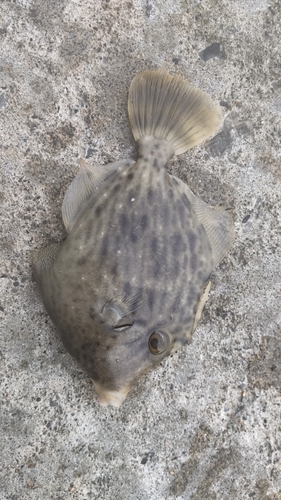 カワハギの釣果