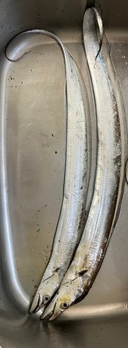 タチウオの釣果