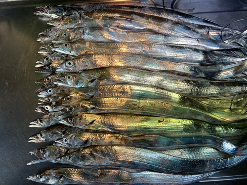 タチウオの釣果