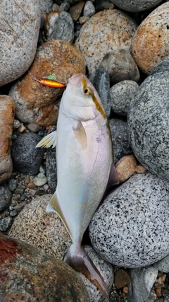 カンパチの釣果