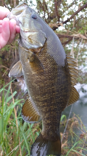 スモールマウスバスの釣果