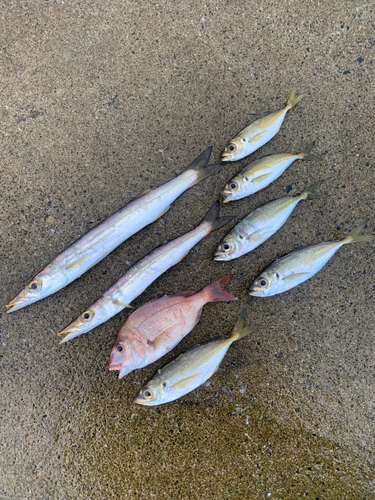 チダイの釣果