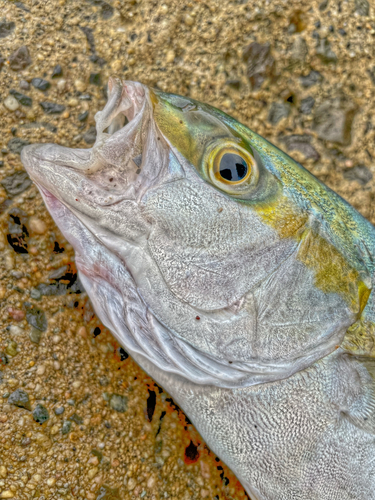 ヒラマサの釣果