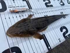 マゴチの釣果