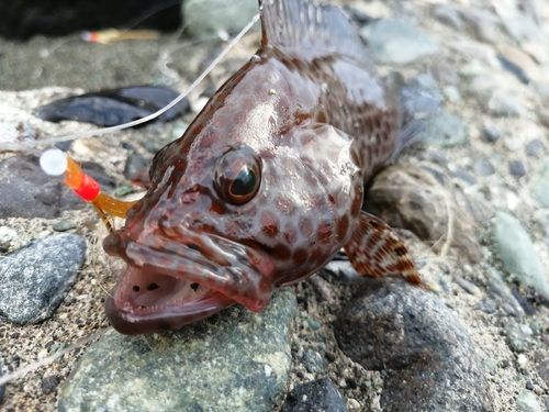 オオモンハタの釣果