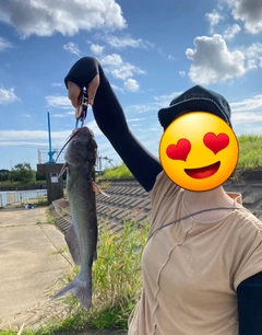 アメリカナマズの釣果